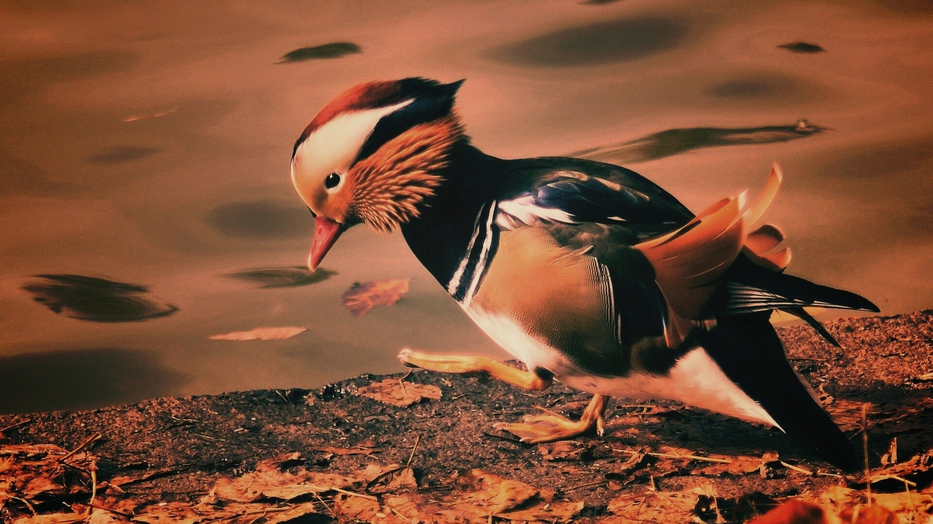 Уточка - мандаринка обои