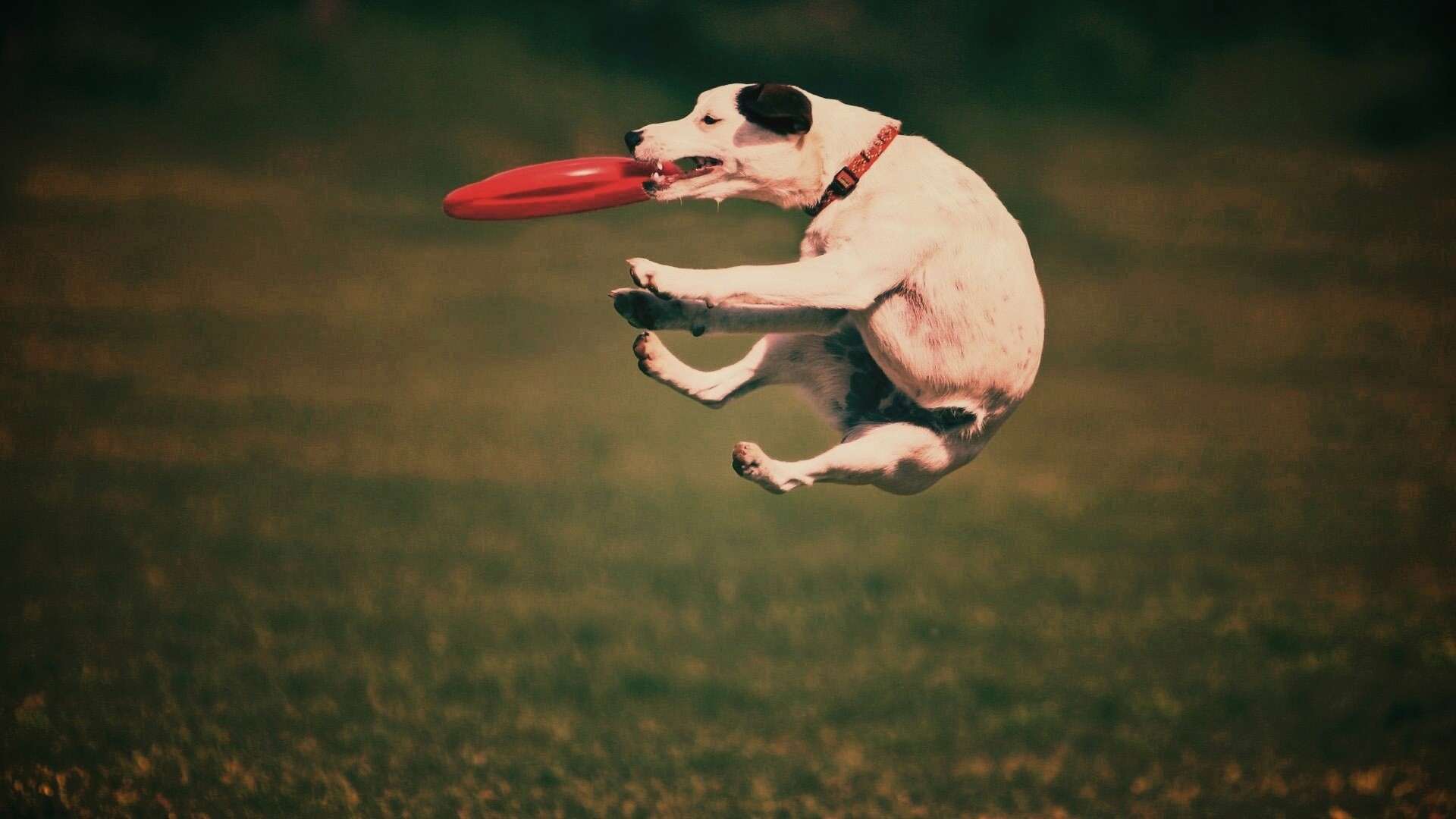 Ловкач обои