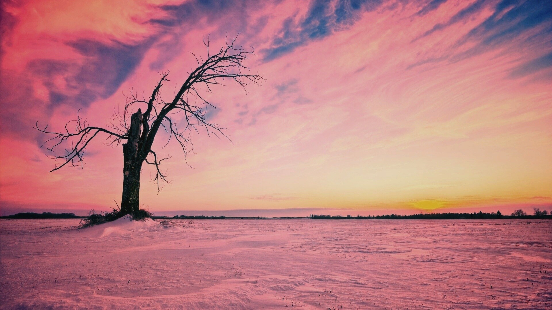 Сломанное дерево в снежной тундре обои