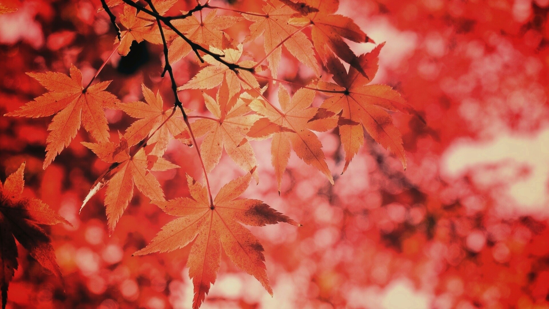 Осенние листья обои