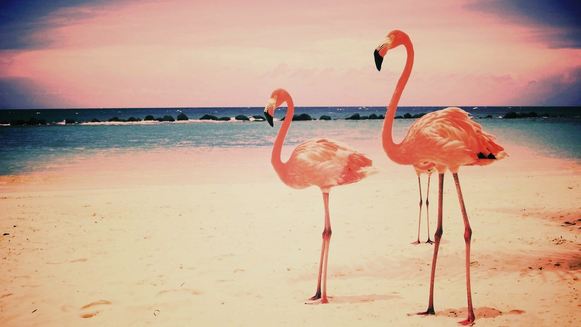 Розовые фламинго на пляже обои