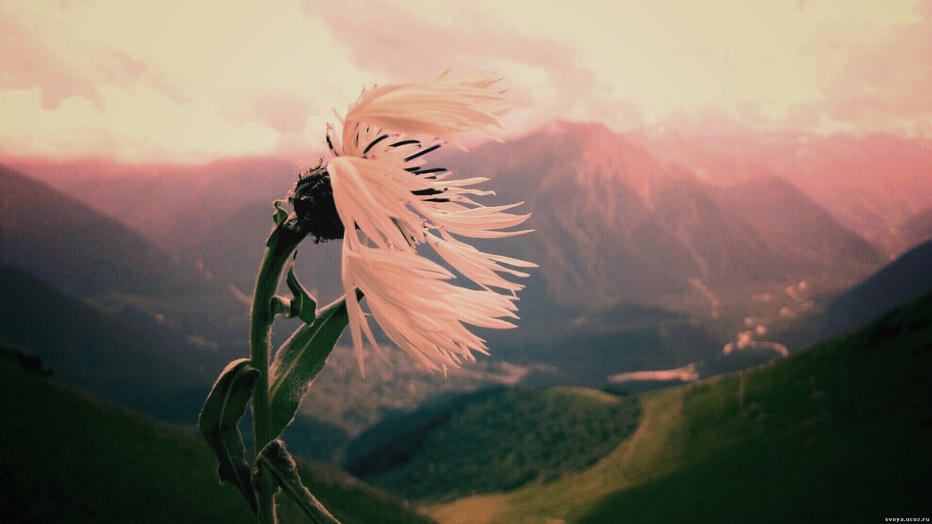 Горный цветок обои