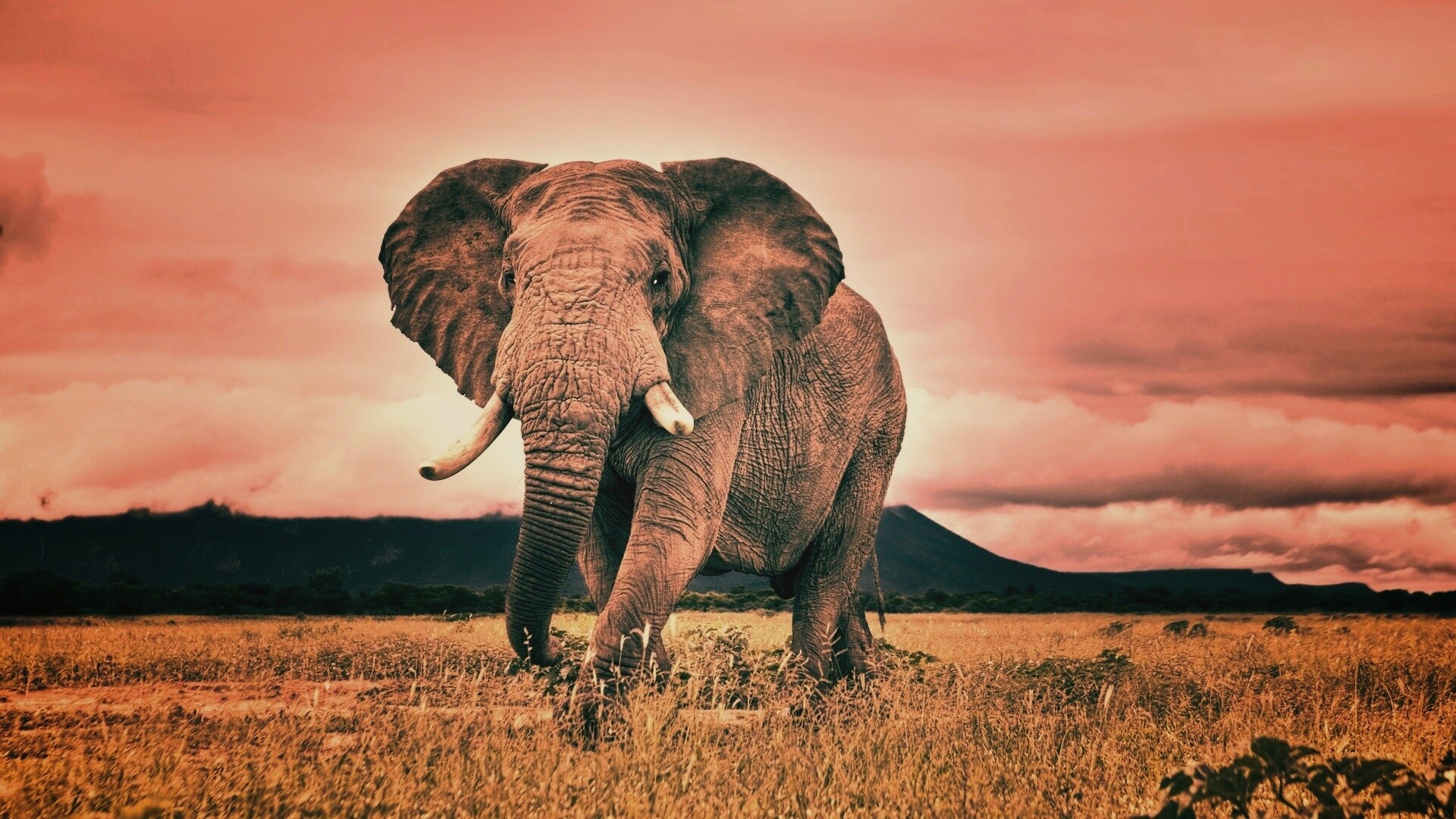 Слон на прогулке обои