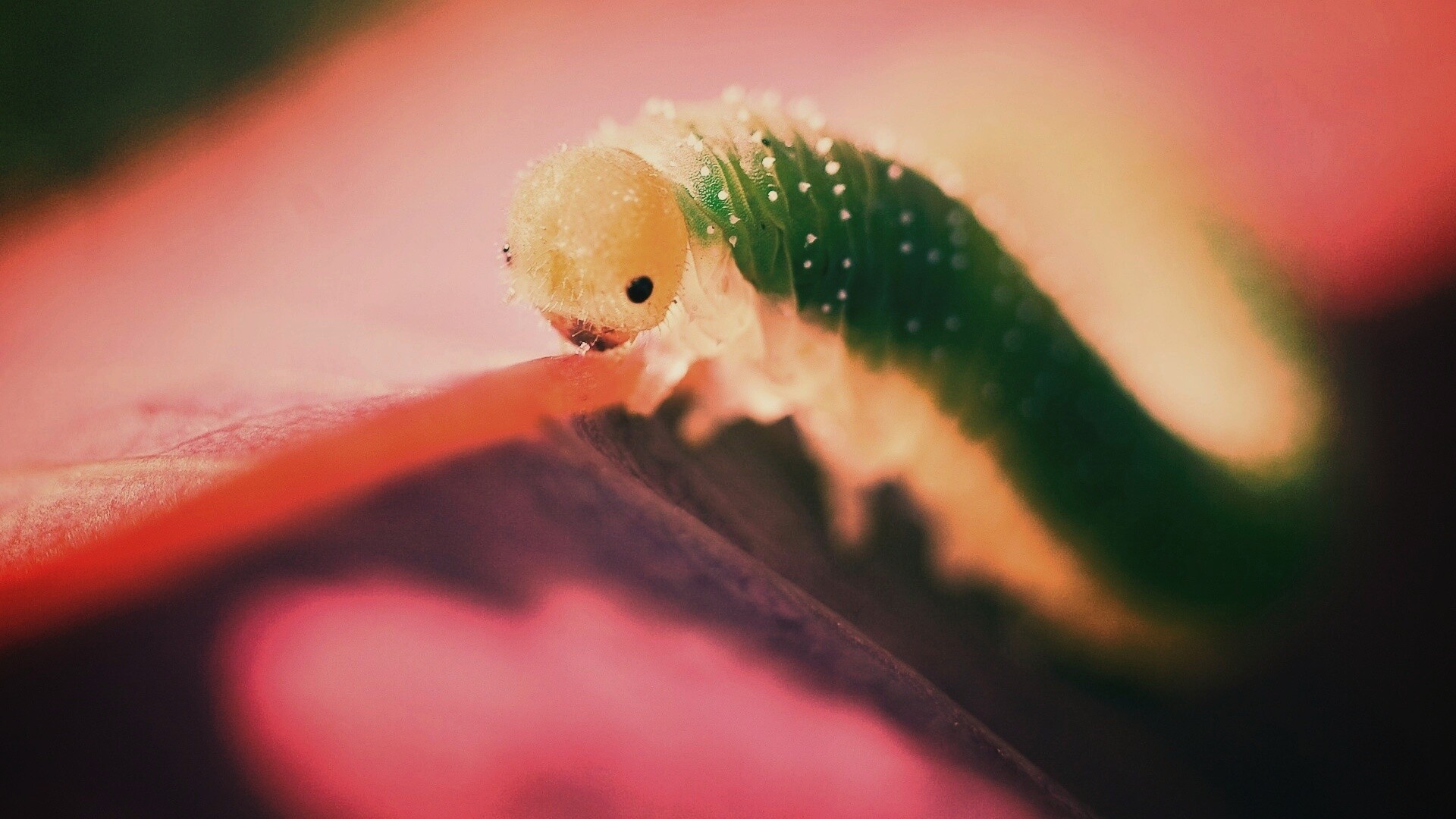 Гусеница бабочки на лепестке обои