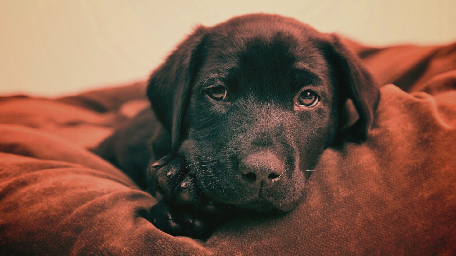 Сонный щенок немецкого поинтера обои