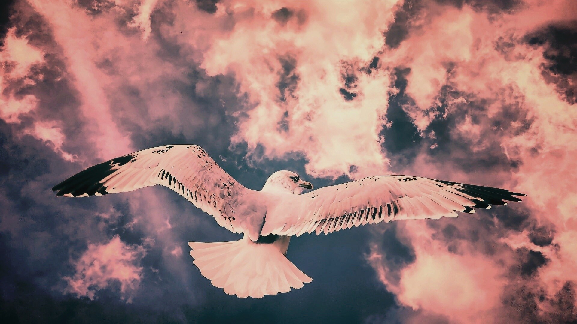 Гордая птица в полете обои