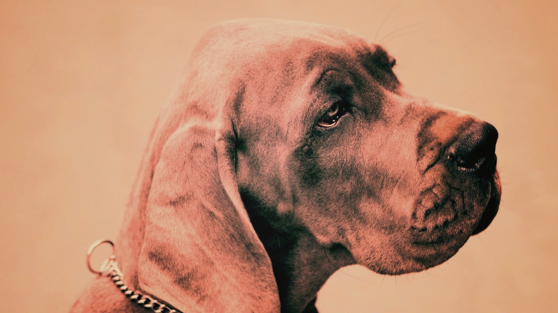 Грустная собака обои