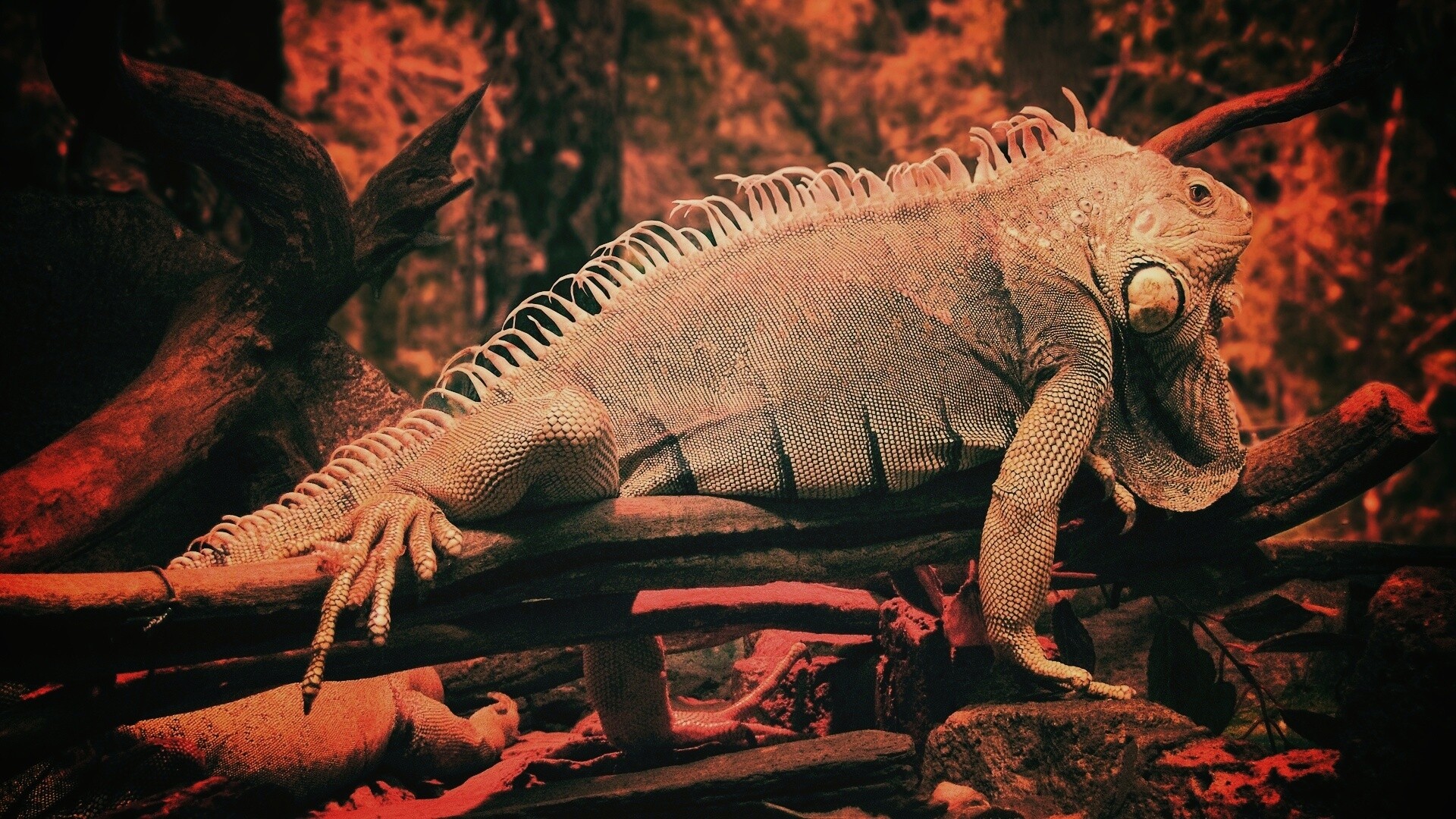 Большая игуана обои