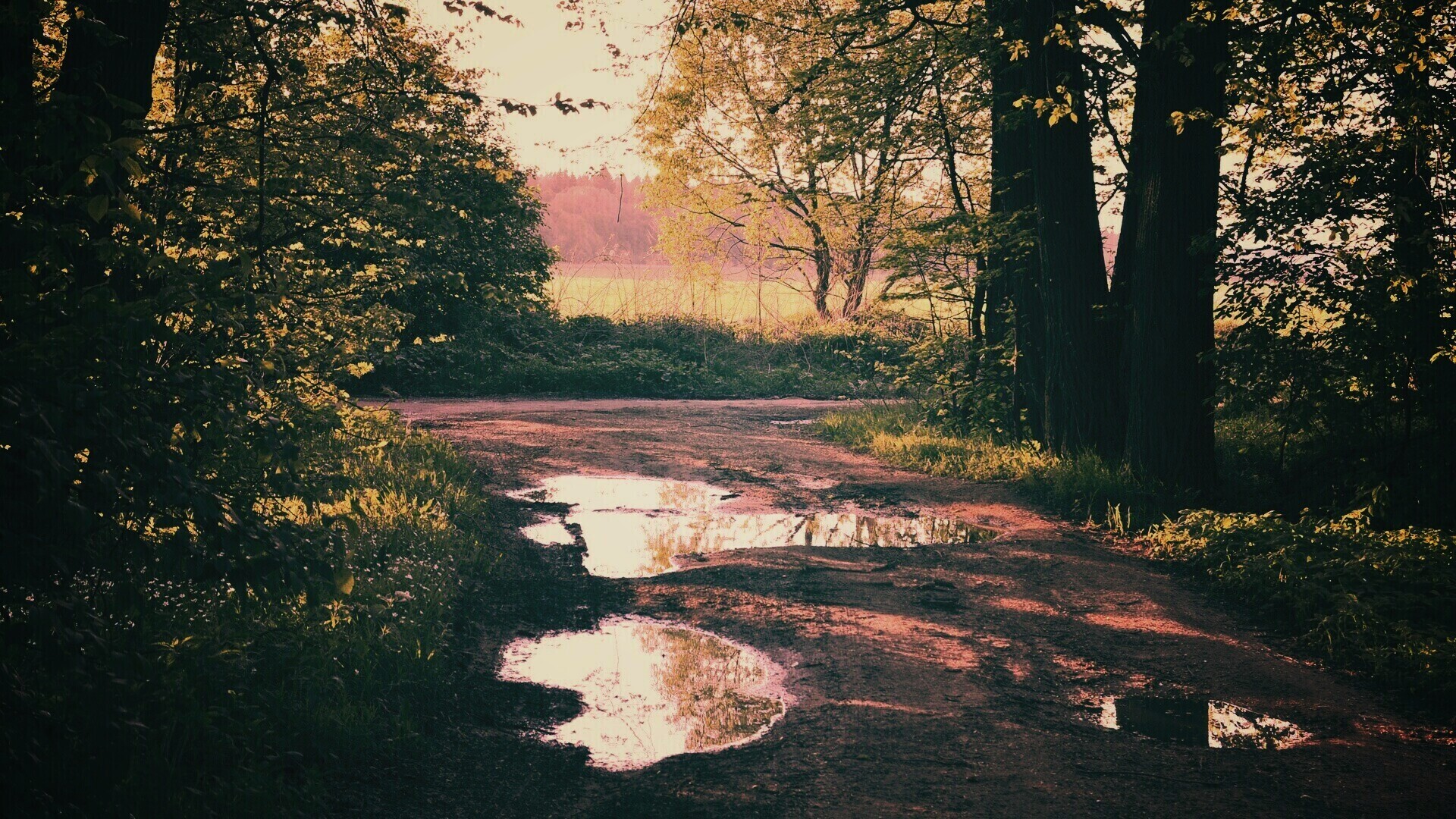 Лесная дорога обои