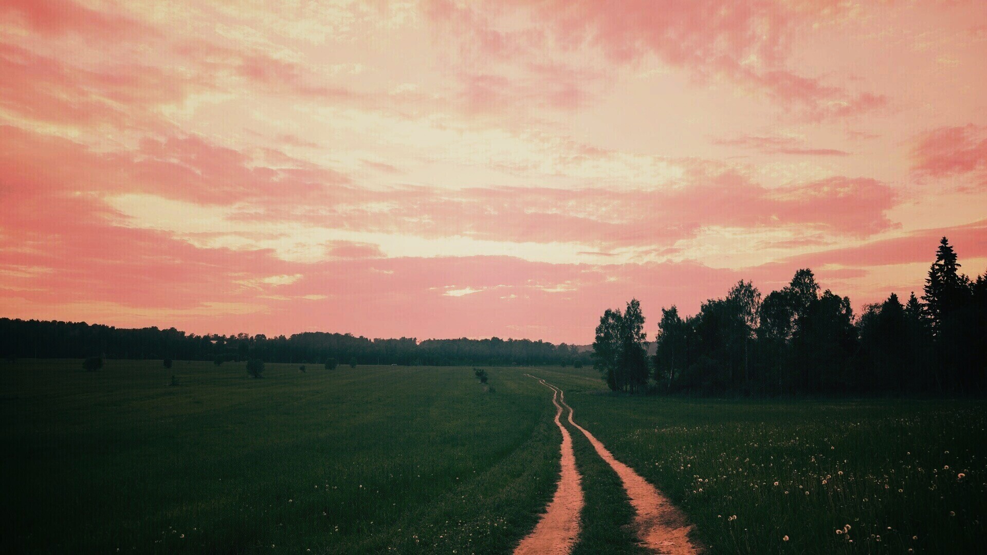 Дорога к лесу обои