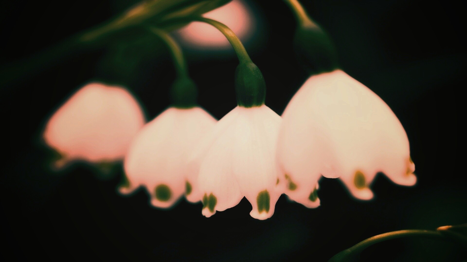 Белые ландыши обои