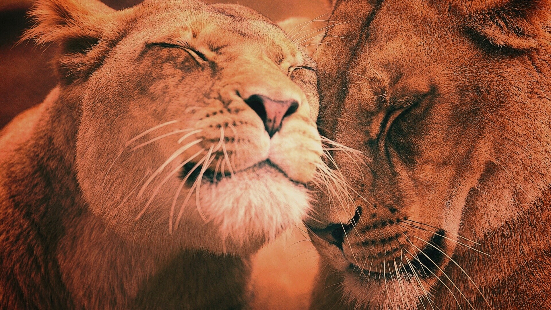 Нежные львы обои