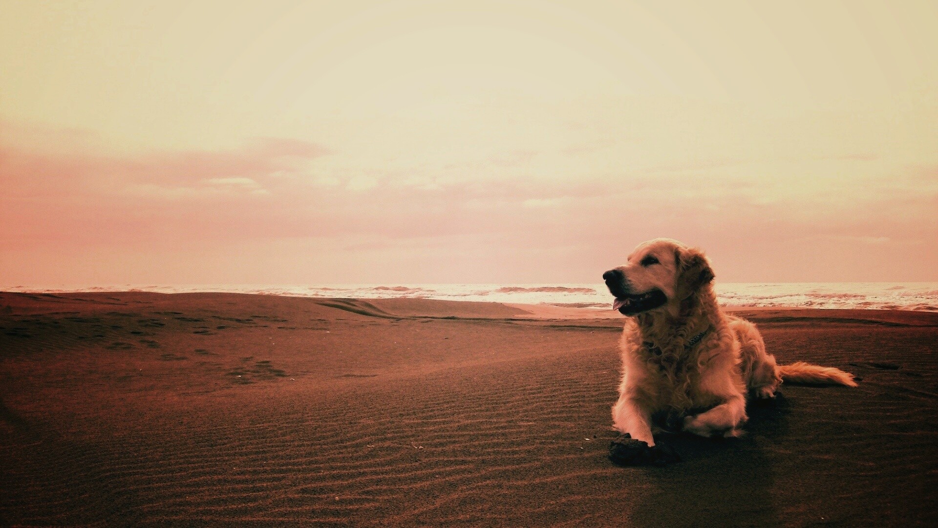 Красивая собака на оранжевом песке обои