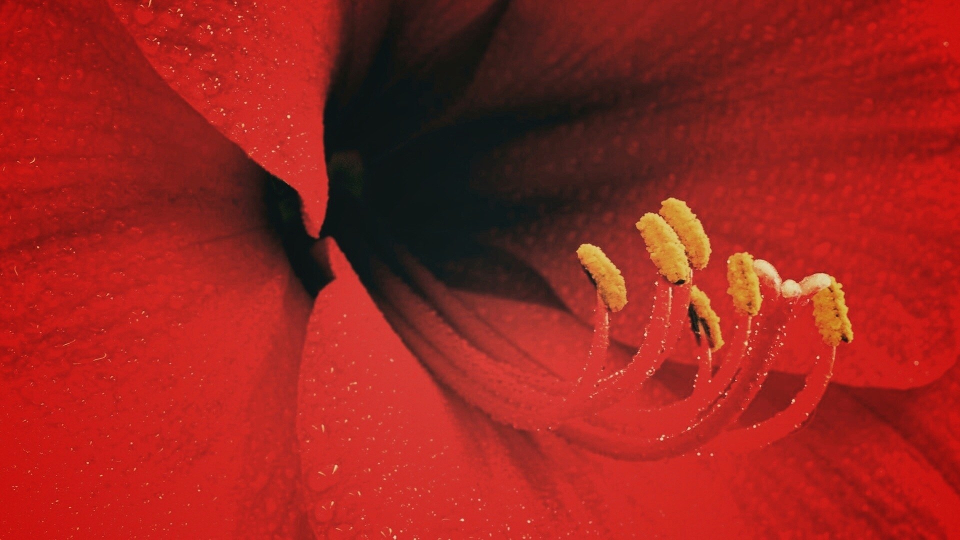 Красная манящая лилия обои