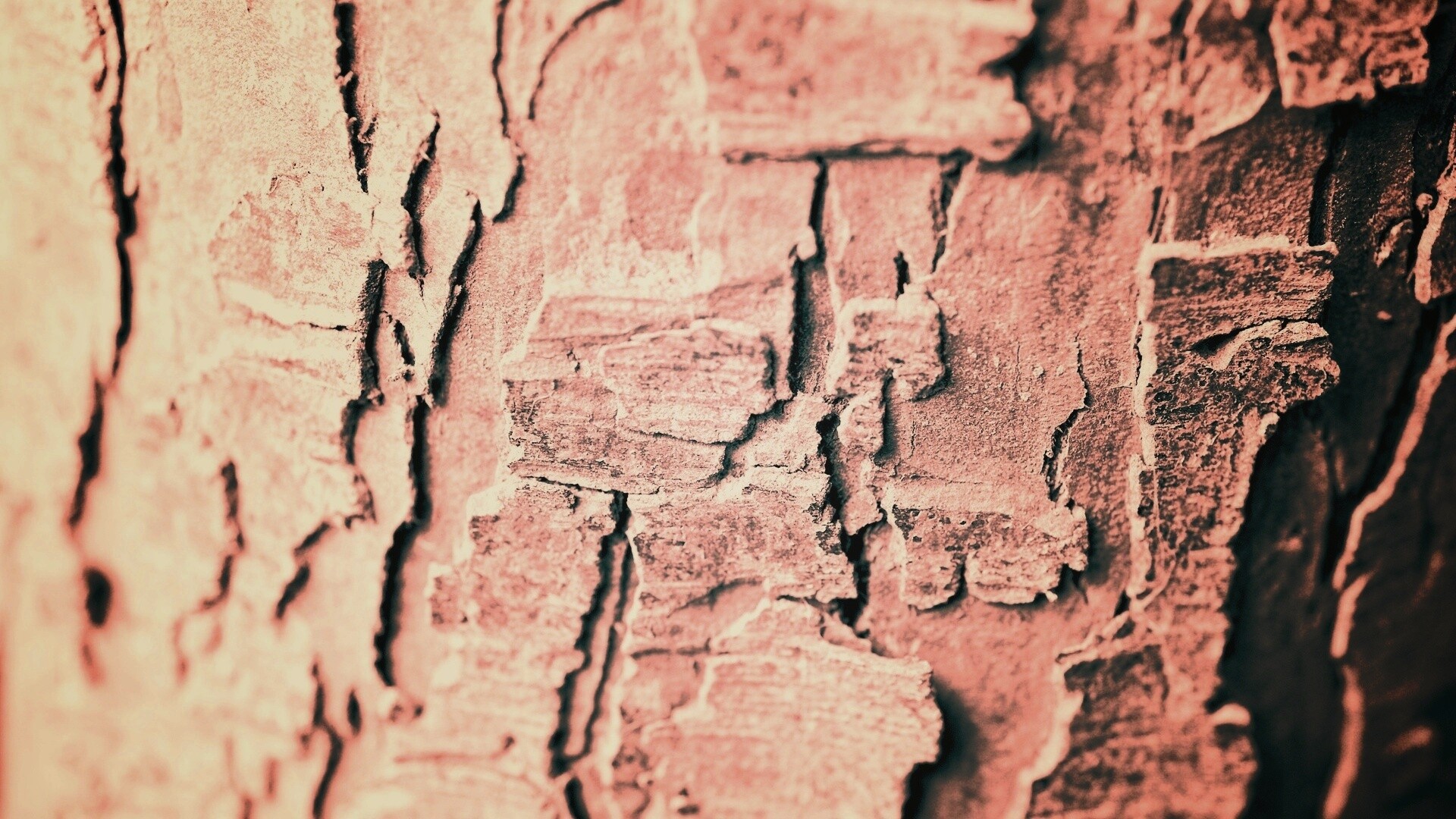 Белая кора обои