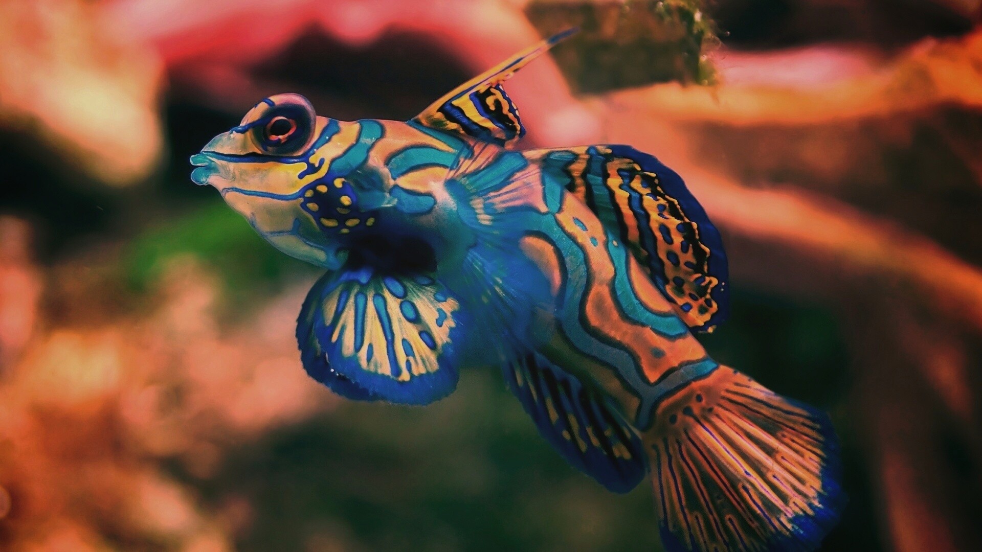 Разноцветная рыбка обои