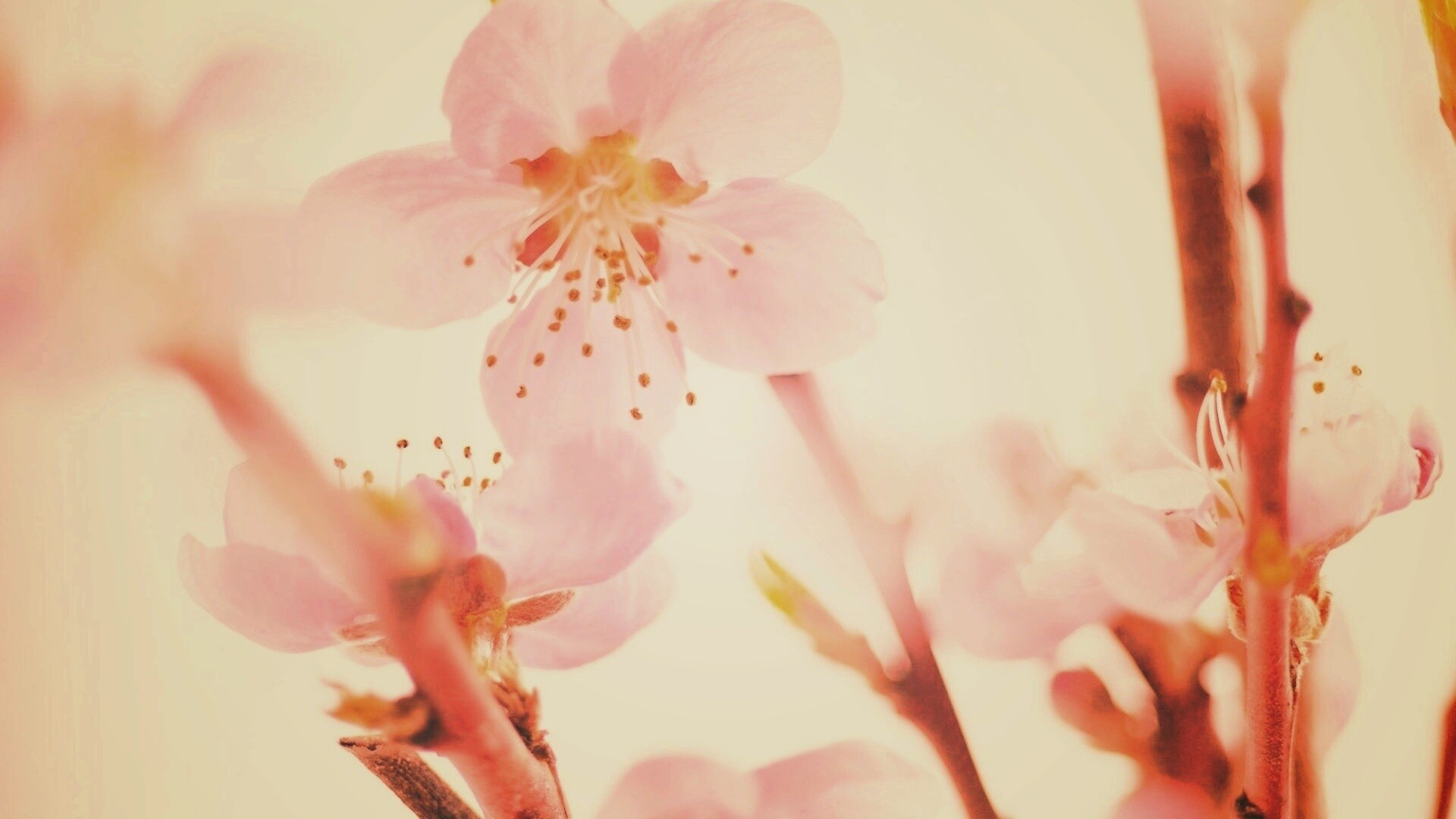 Нежные розовые цветы обои