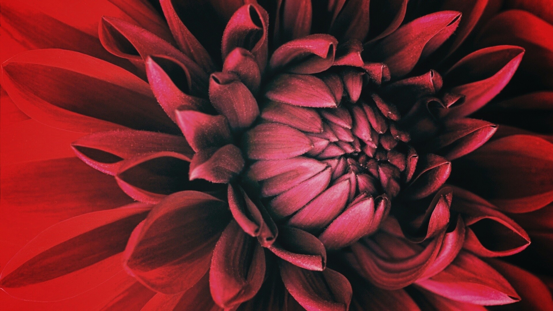 Цветок обои