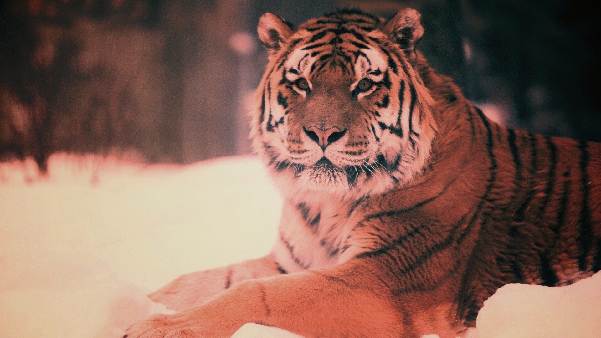 Тигр в снегу обои