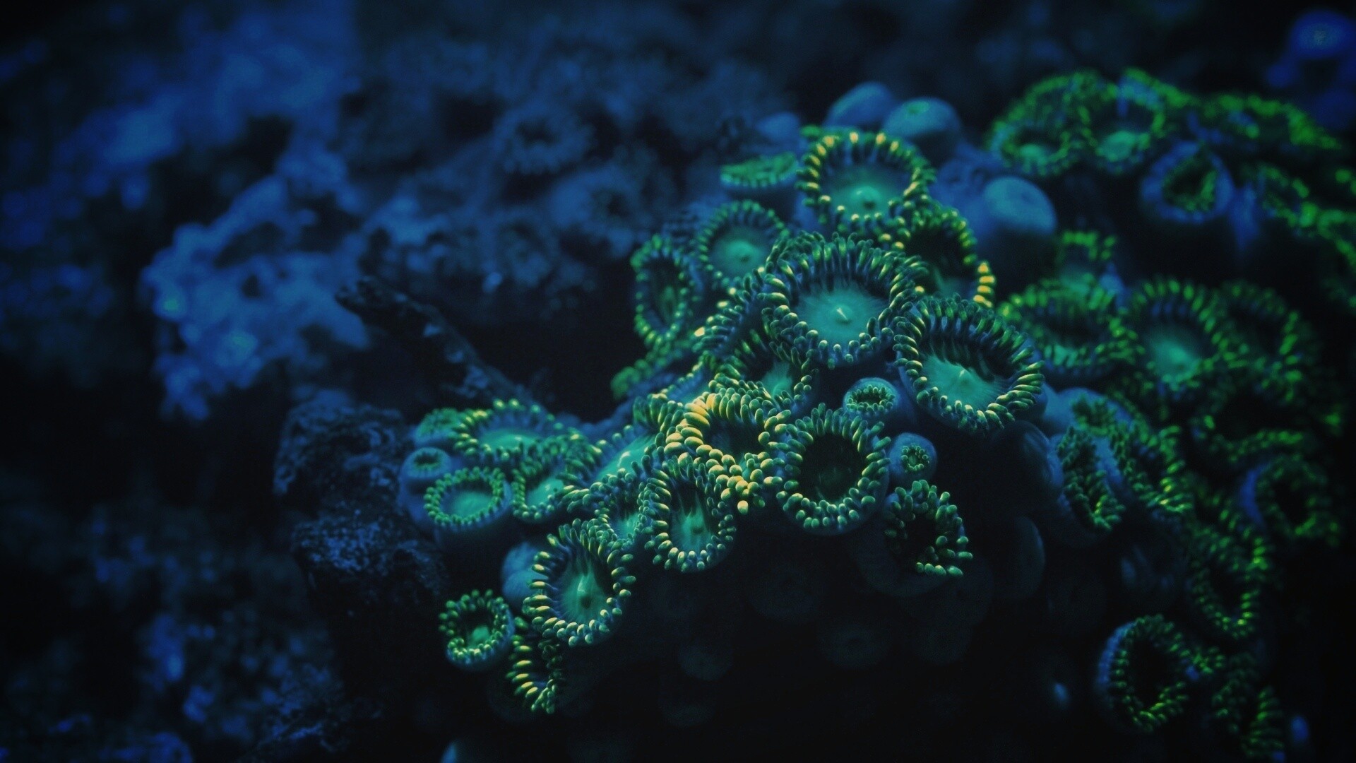 Морское дно обои