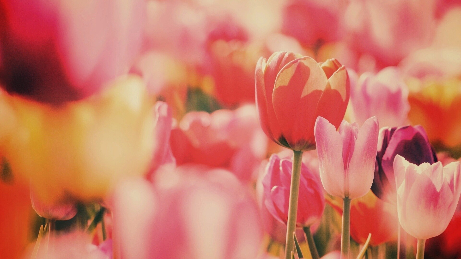 Красивые тюльпаны обои