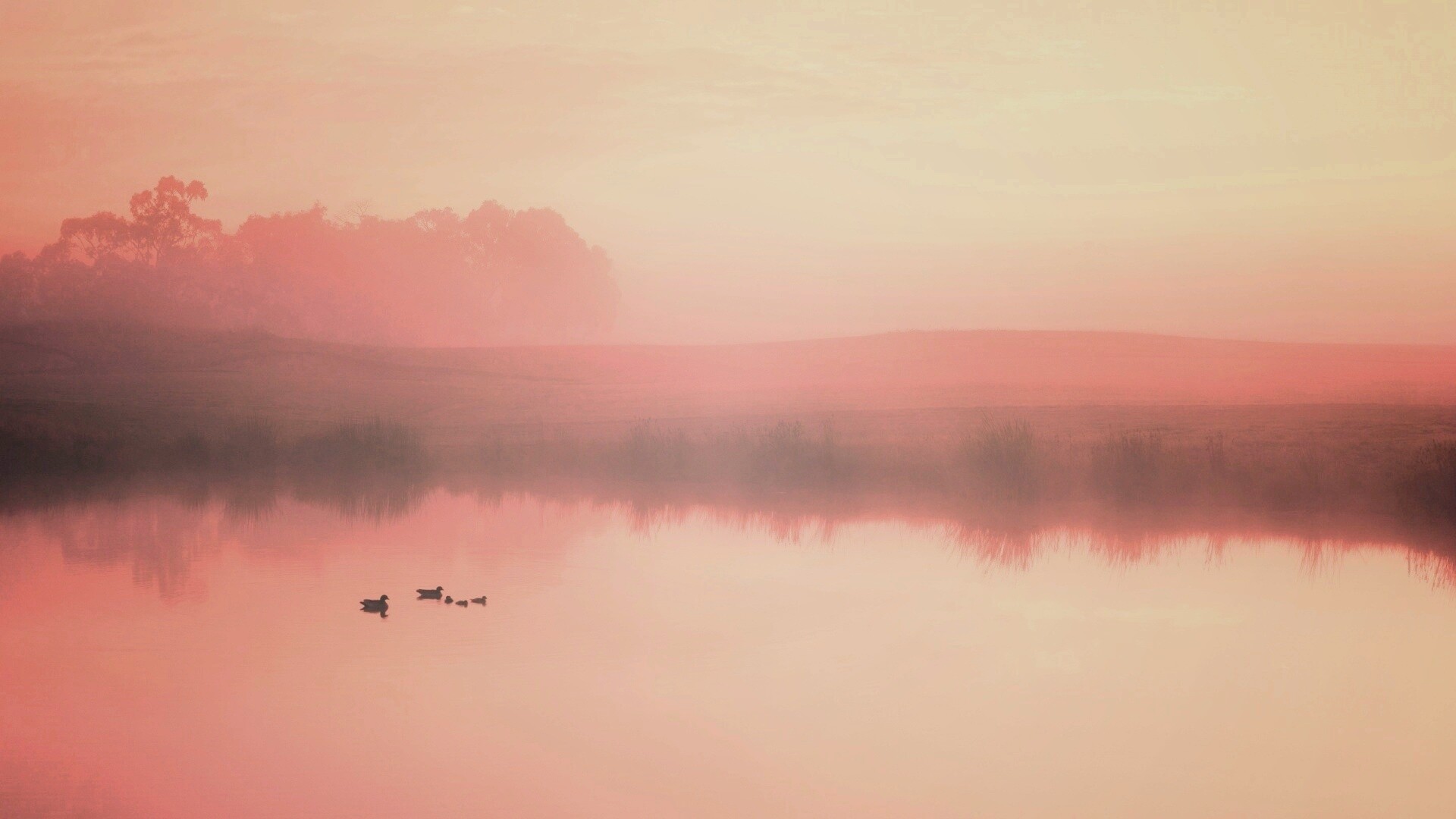 Ducks on a Misty Pond обои