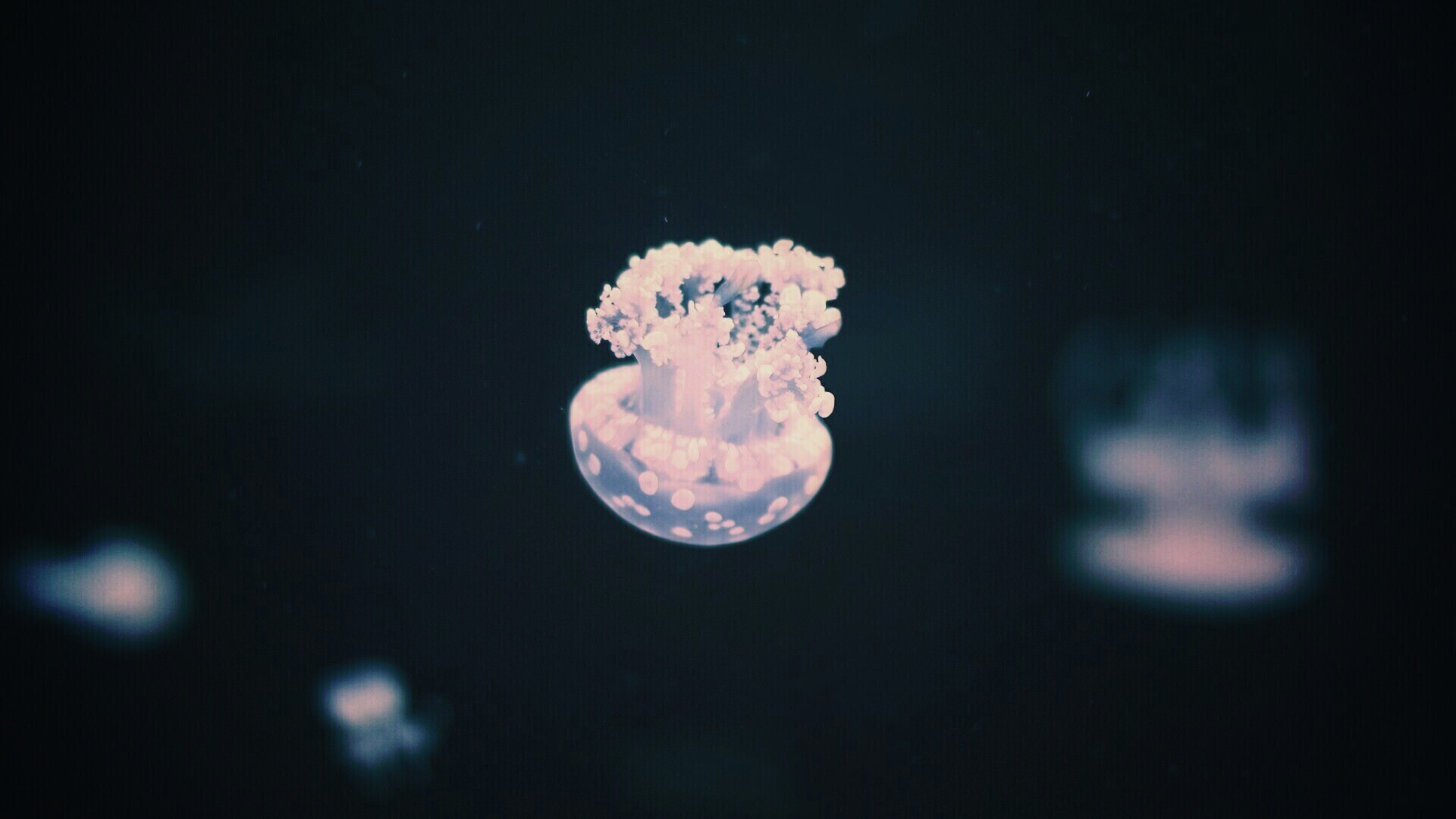 Медуза обои