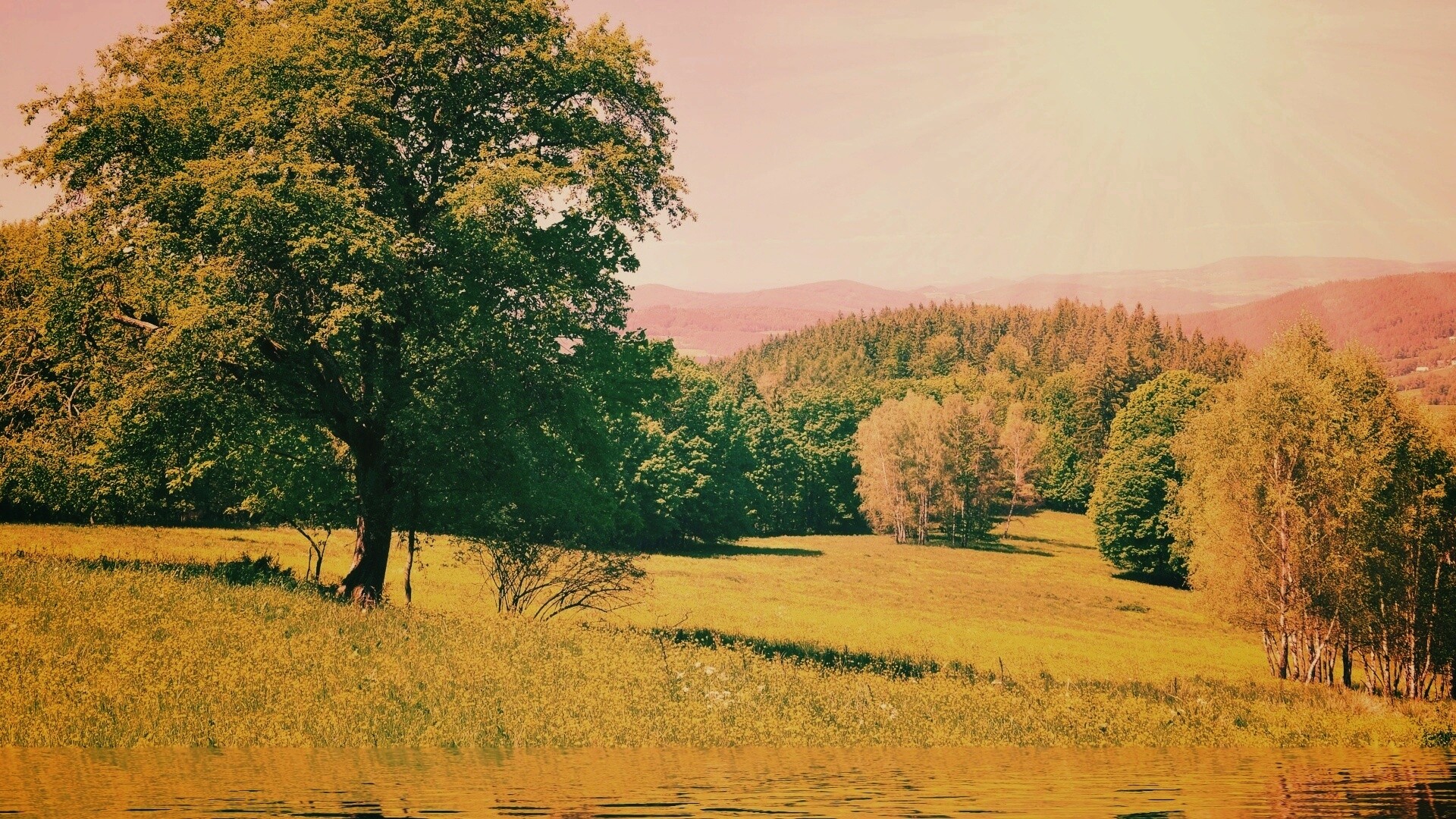 Дерево у воды обои