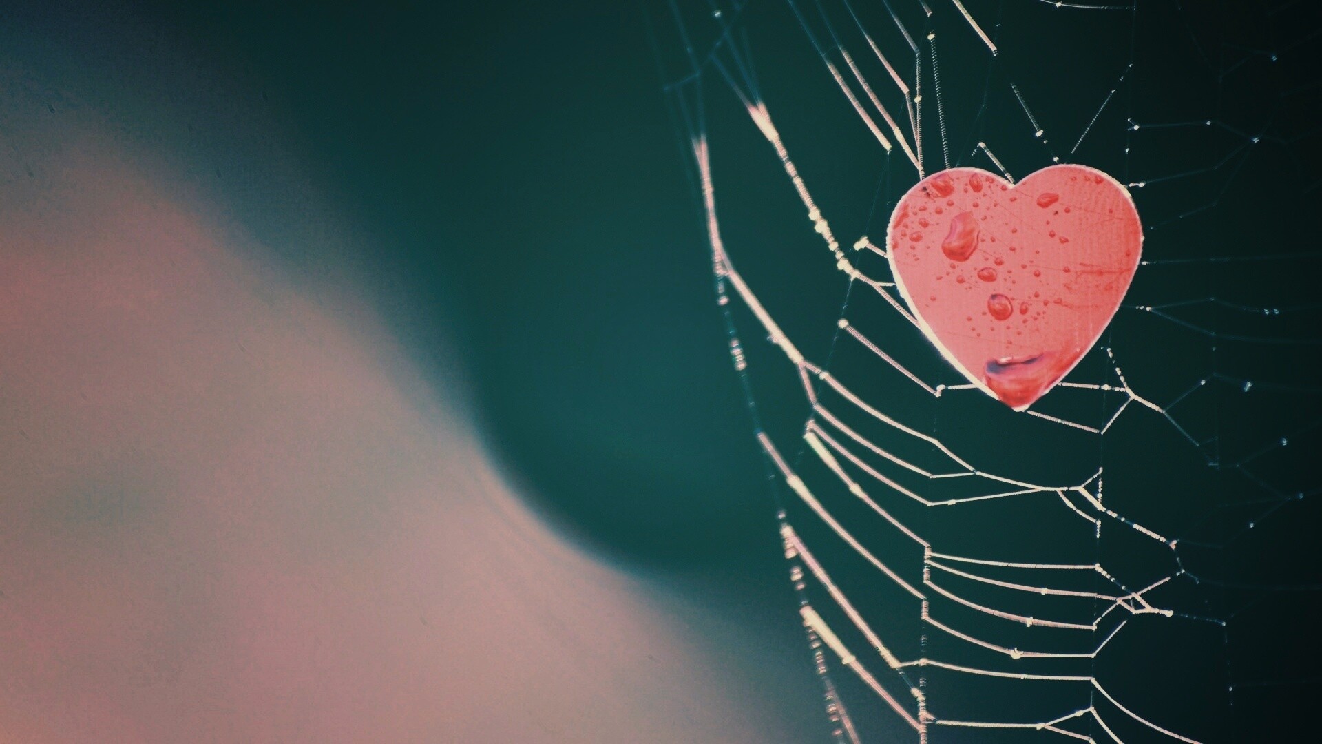 Сердце в паутине обои