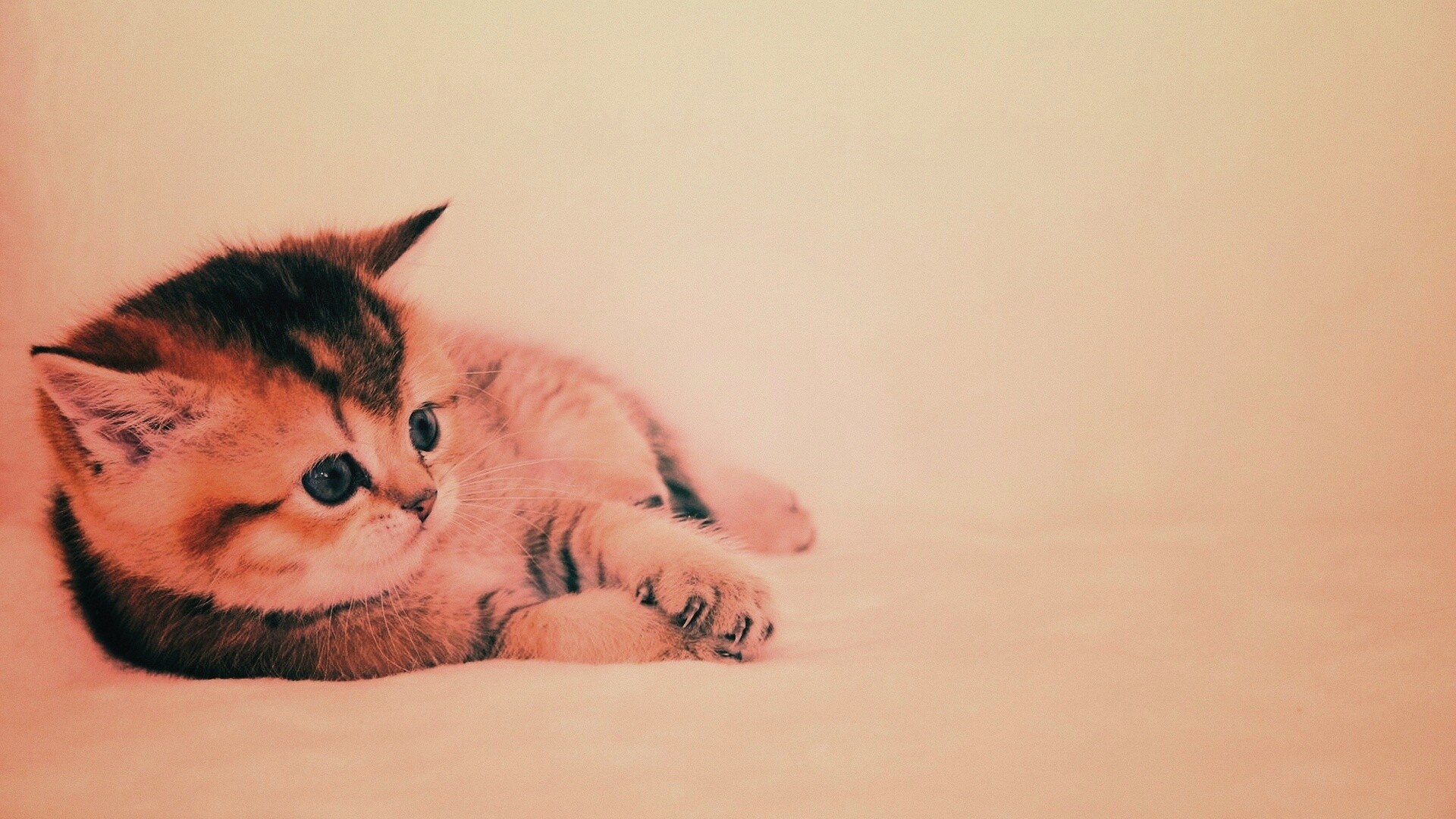 Пушистая киса обои