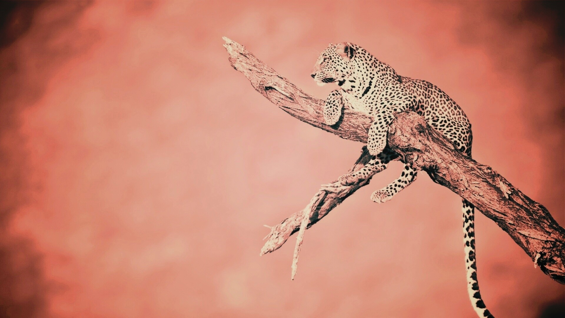 Ягуар на дереве обои