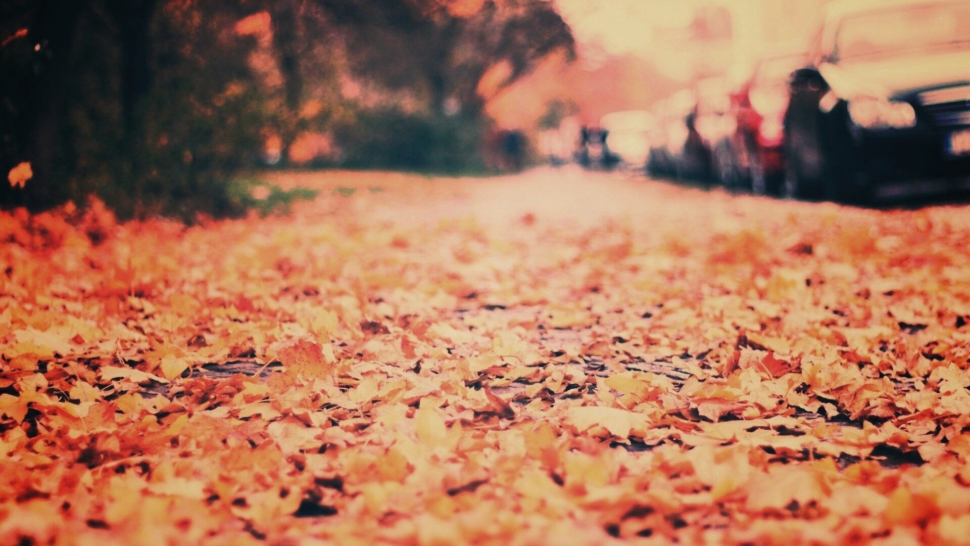 Осенние листья обои