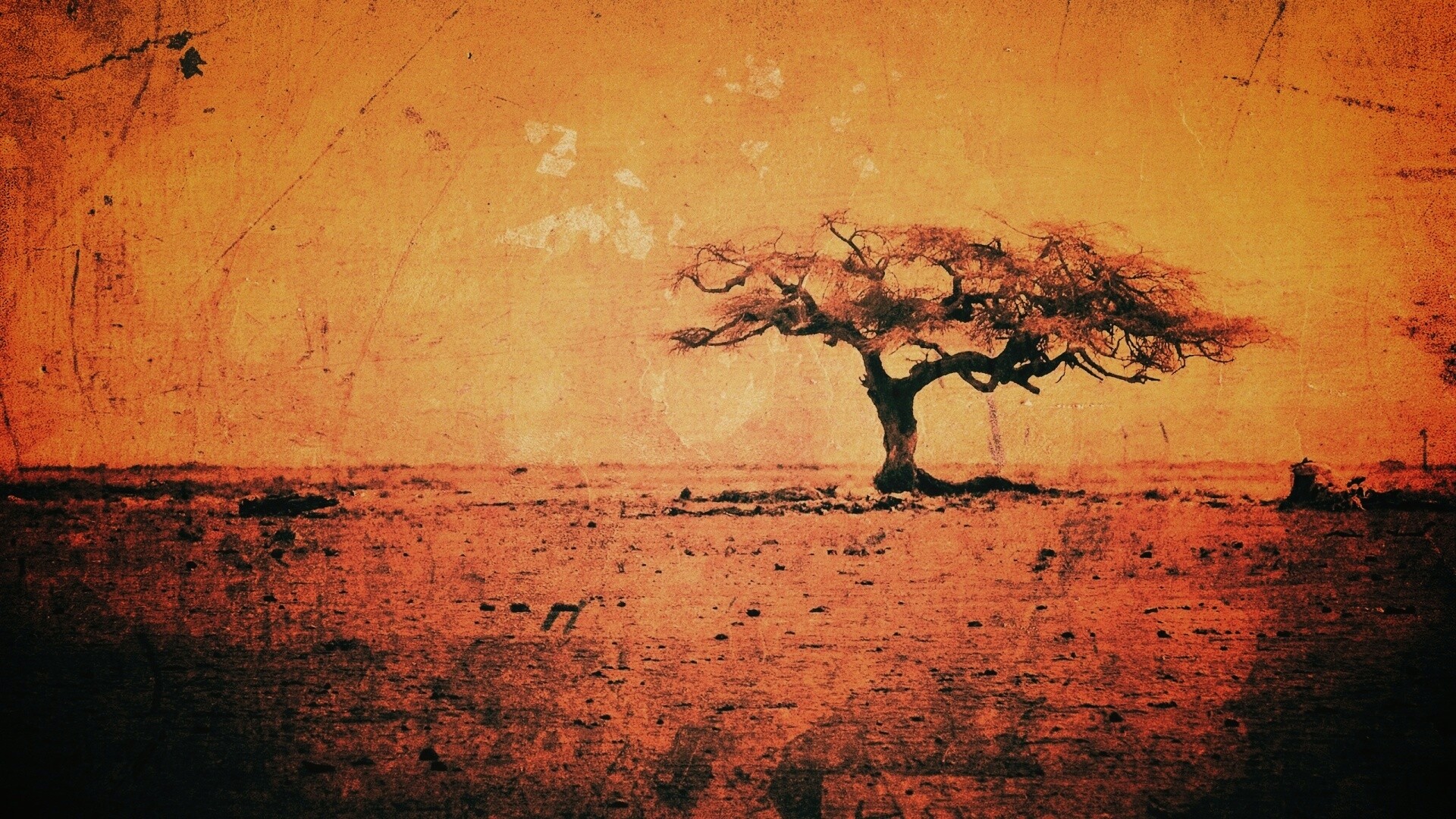 Гранжевое дерево в саванне обои