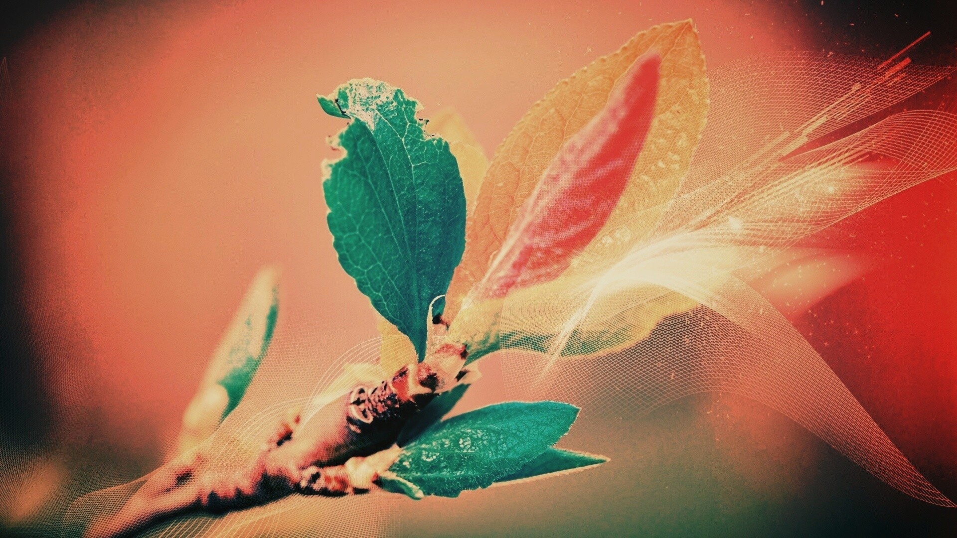 Разноцветные листья обои