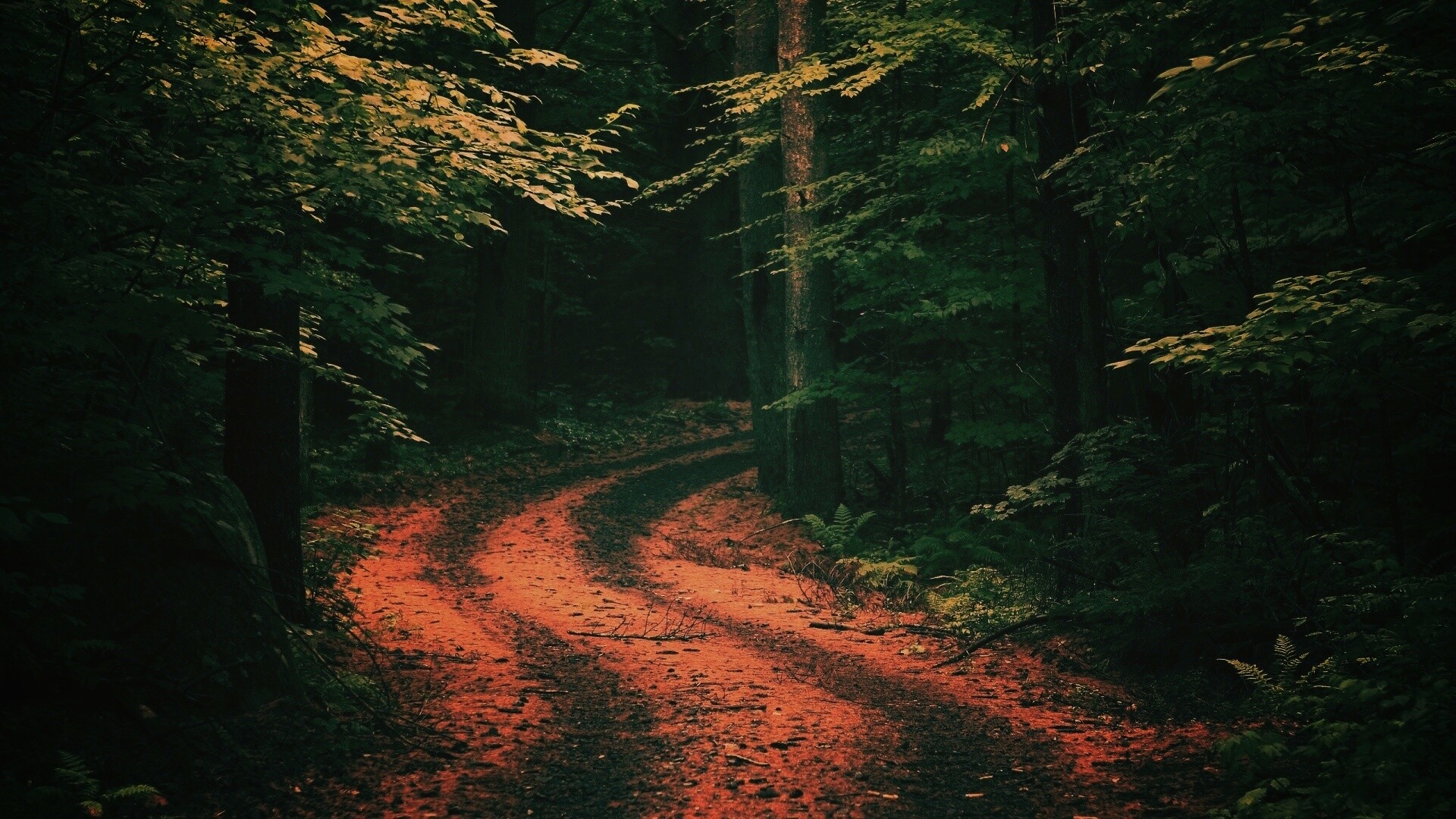 Лесная дорога обои