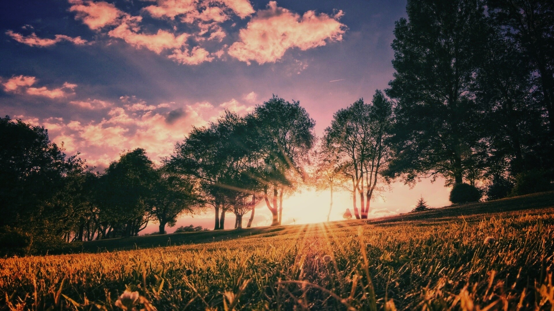 Лучи солнца на траве обои