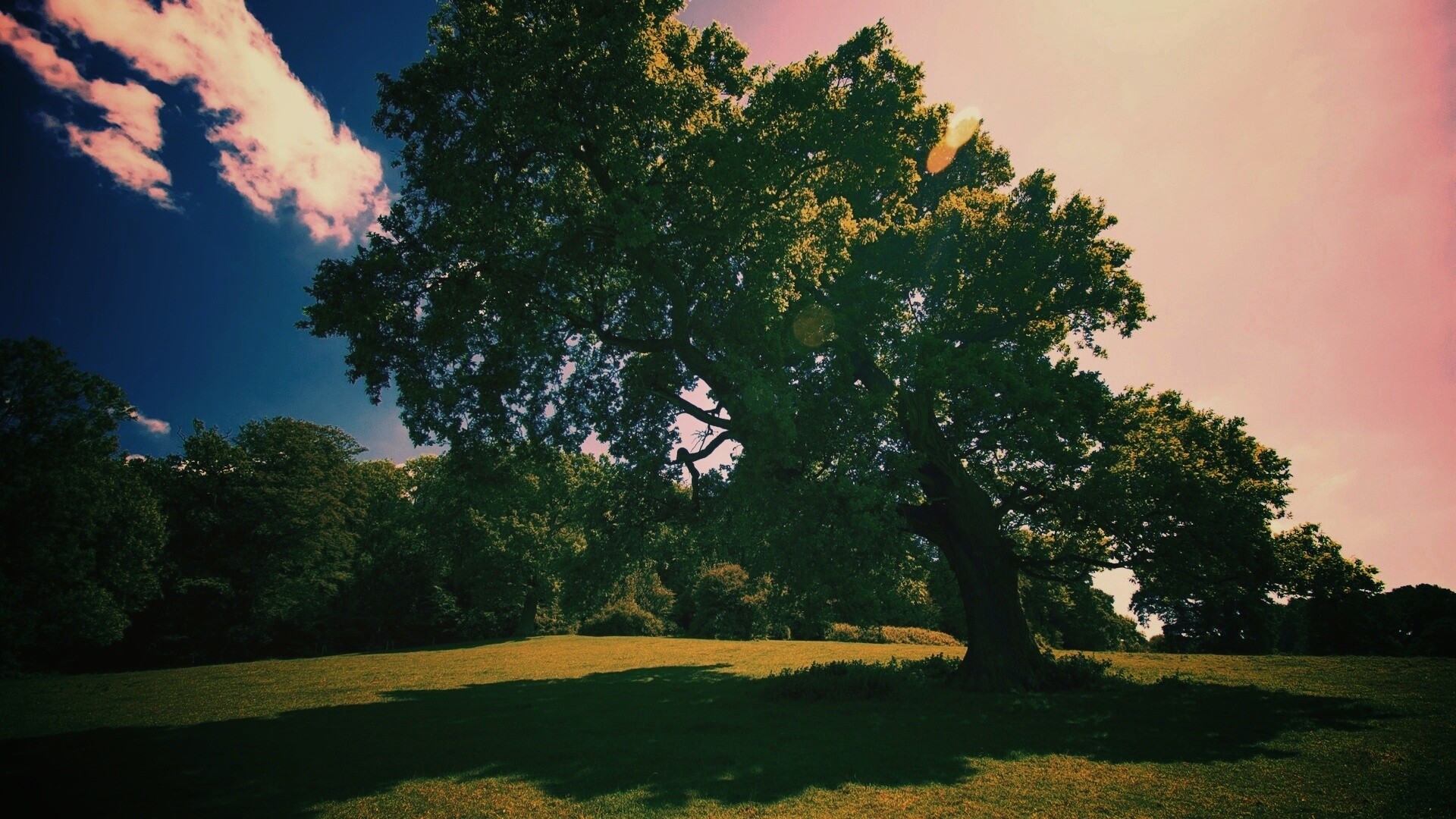Большое зеленое дерево на лужайке обои