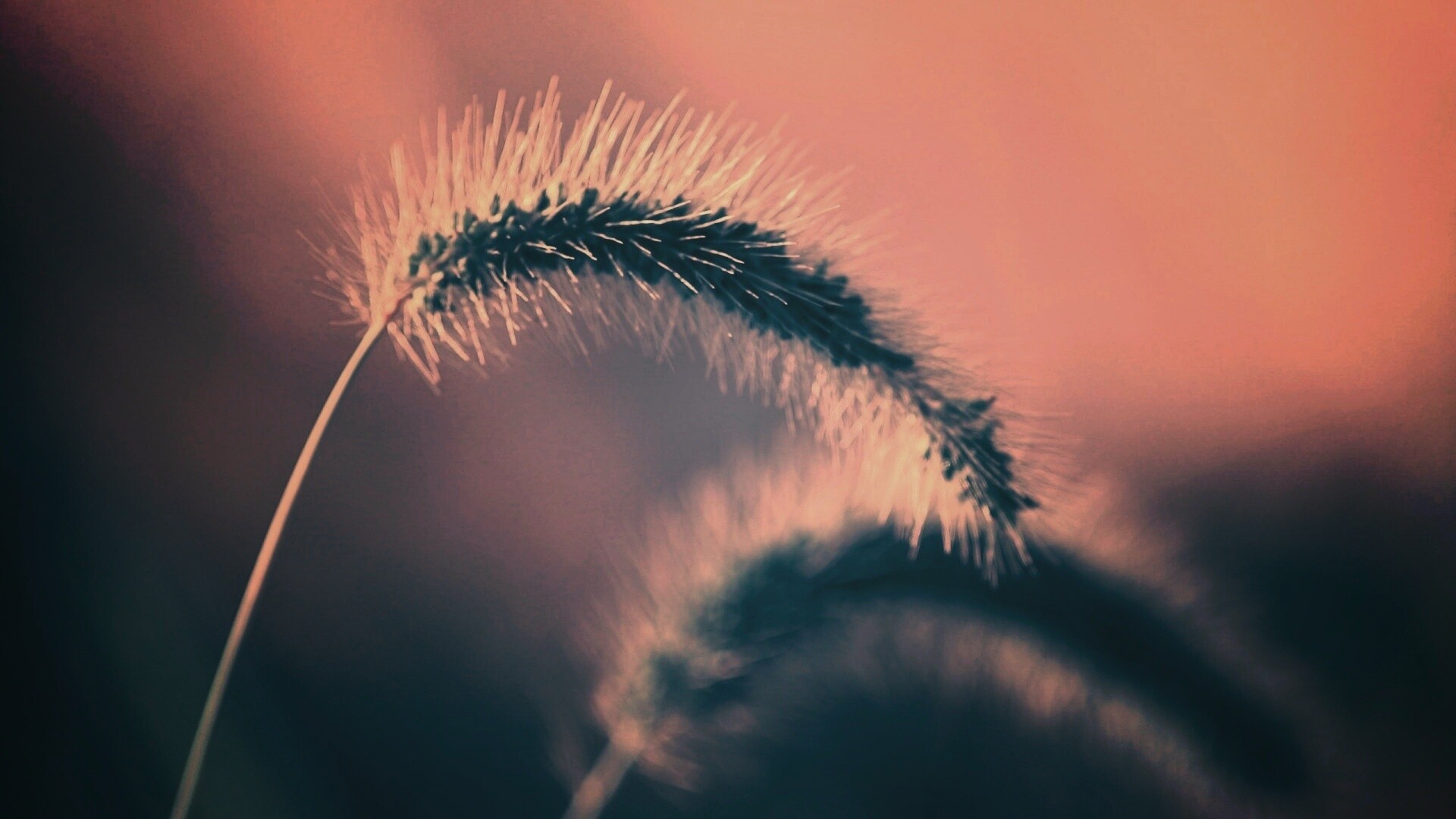 Травинка обои