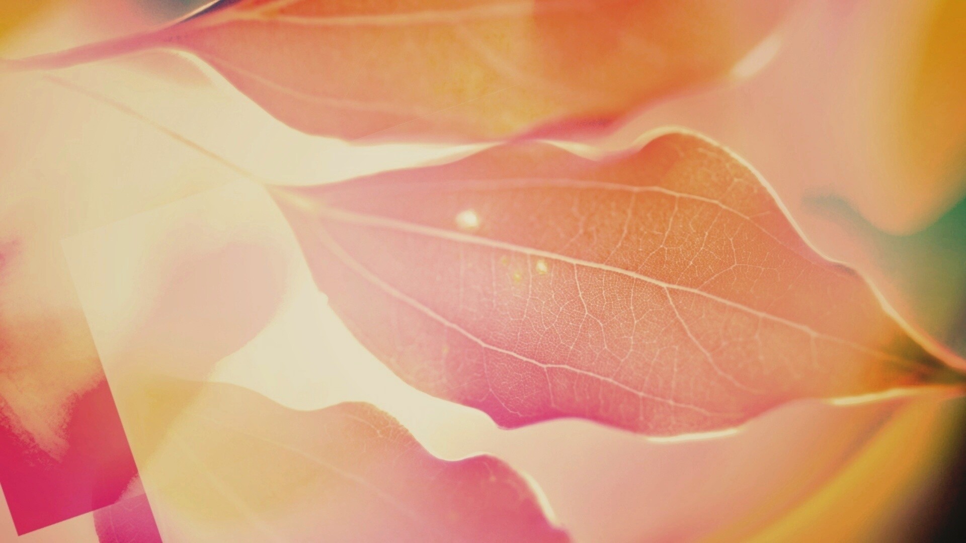 Радужные листья обои