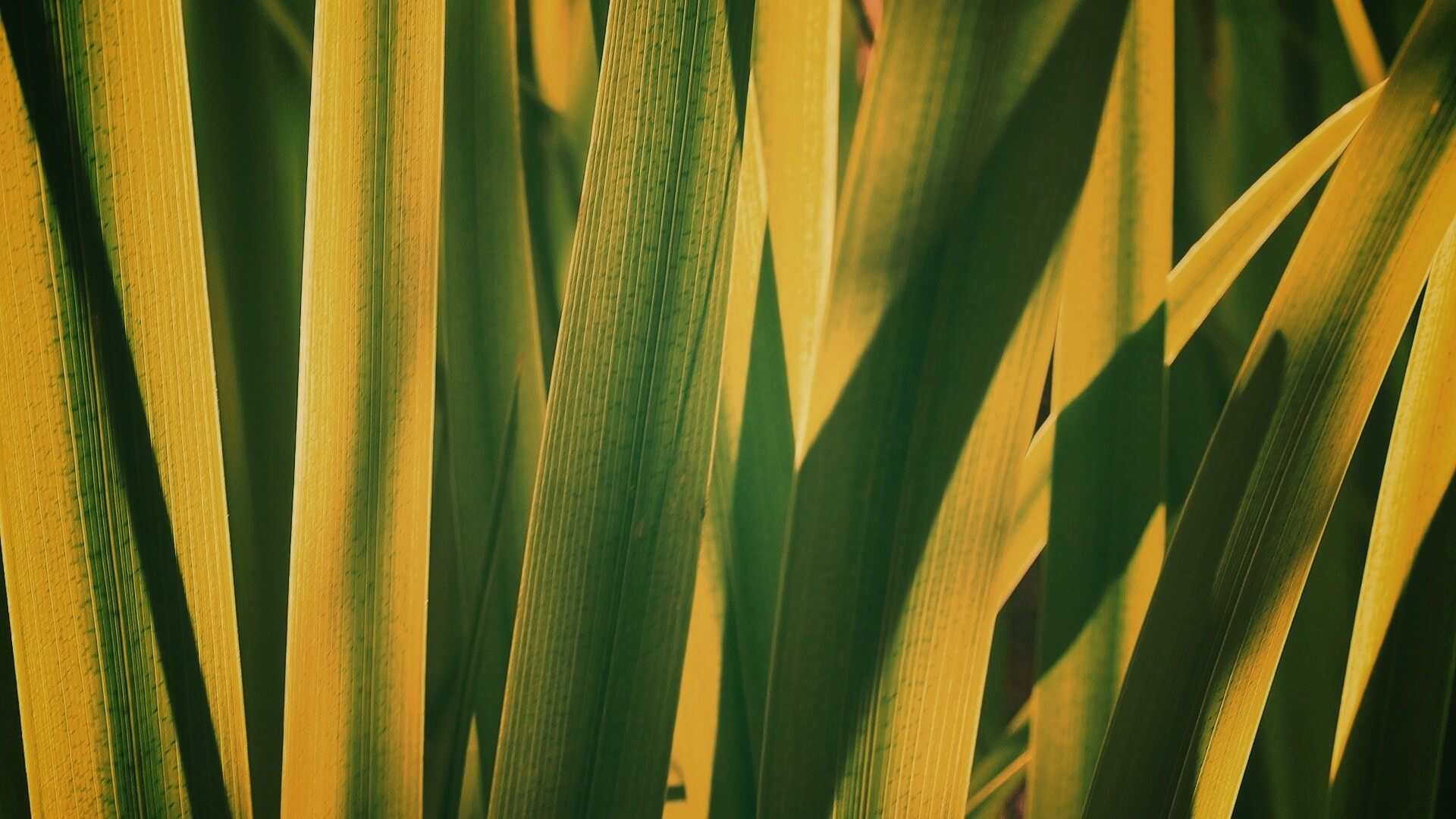 Стебли травы обои