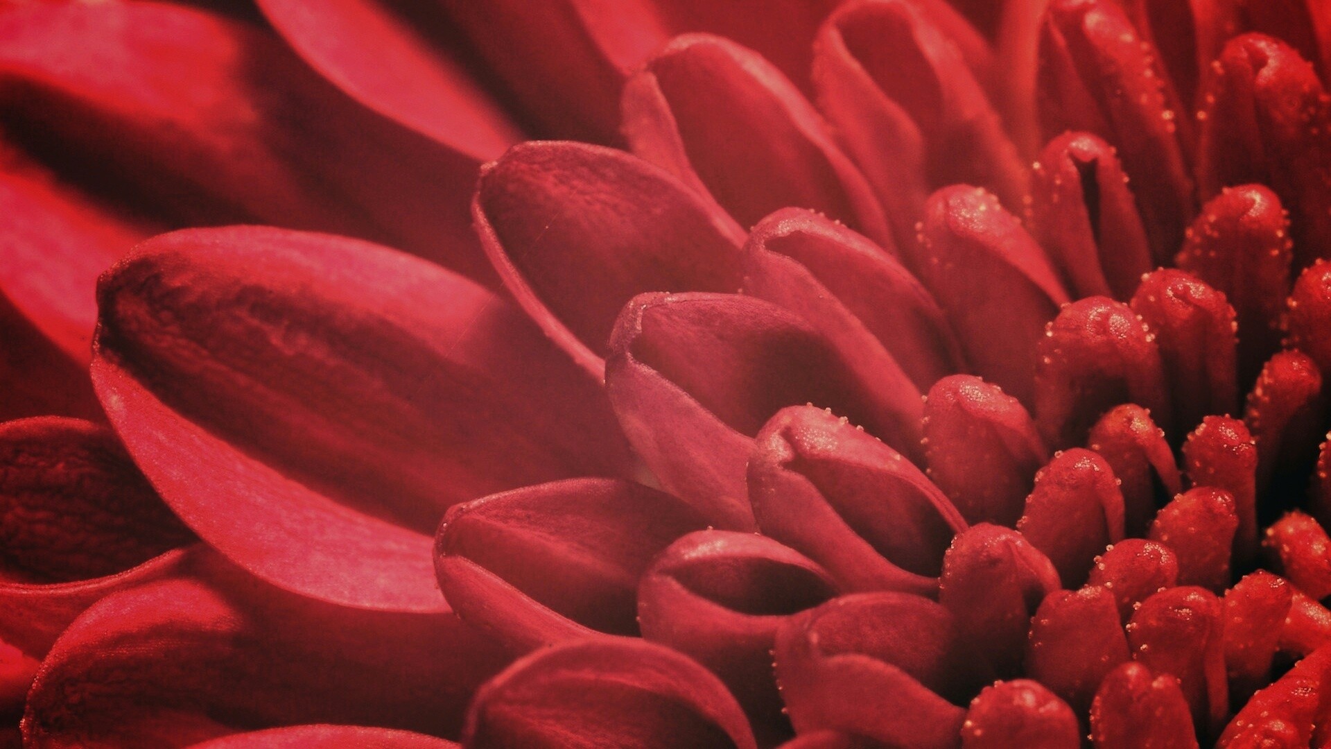 Лепестки хризантемы обои