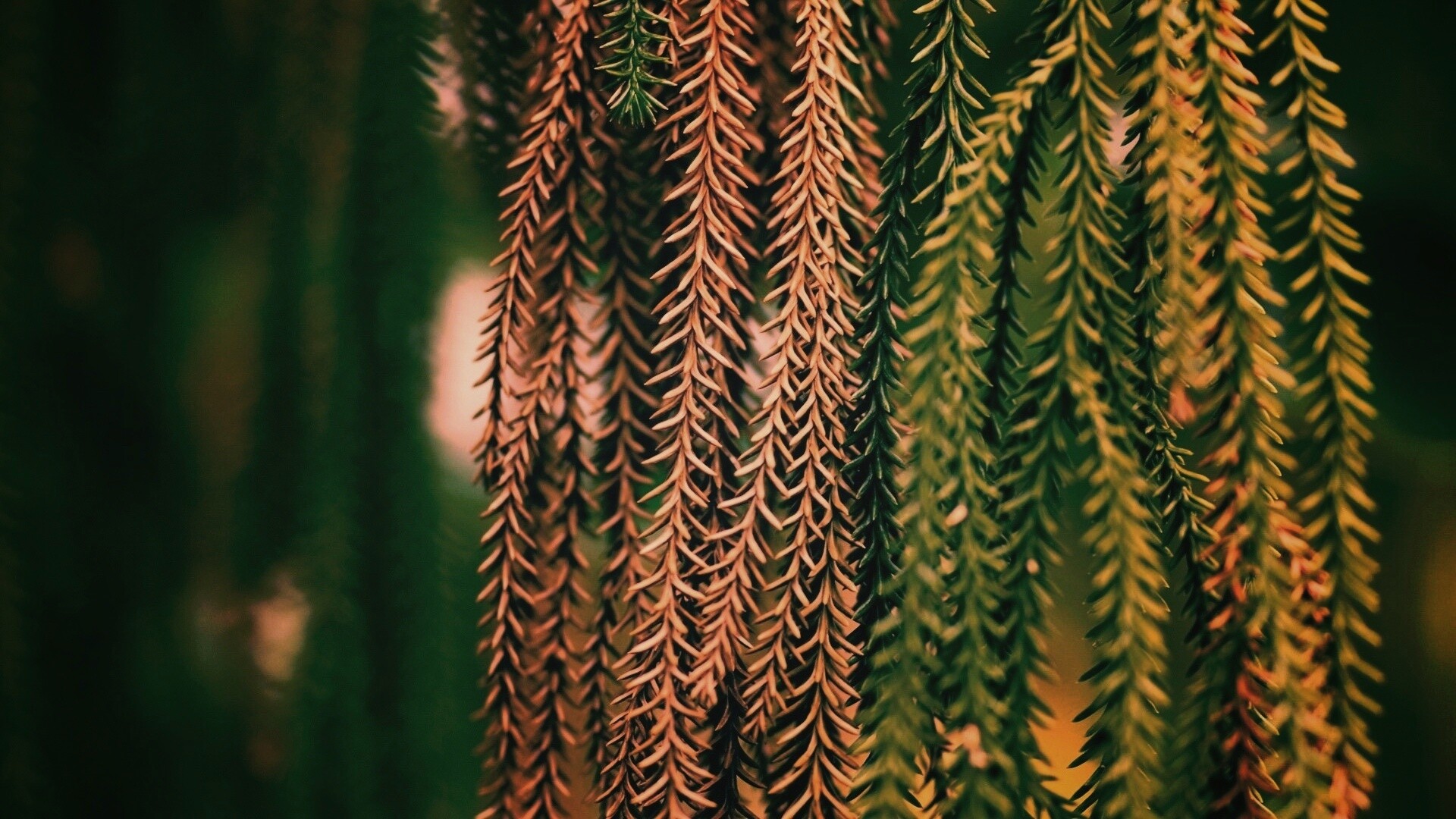 Зеленые колючки обои