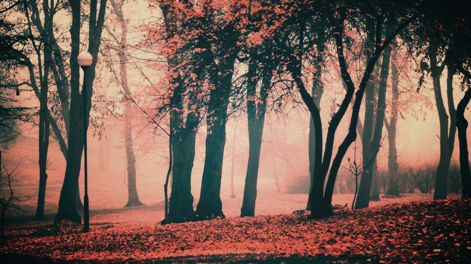 Парк красных листьев обои