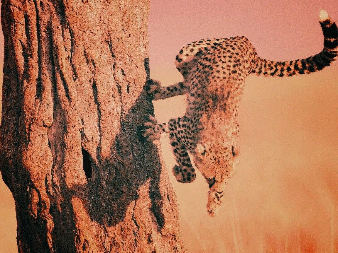 Скалолаз обои