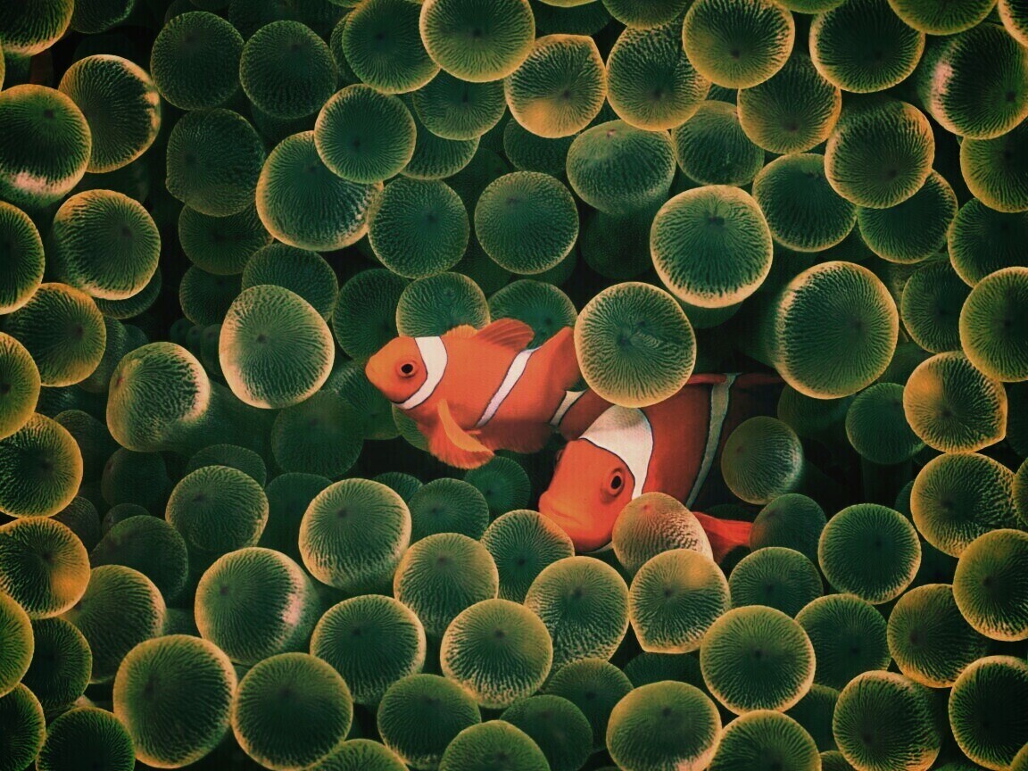 Рыбка клоун стандартные обои iPhone обои