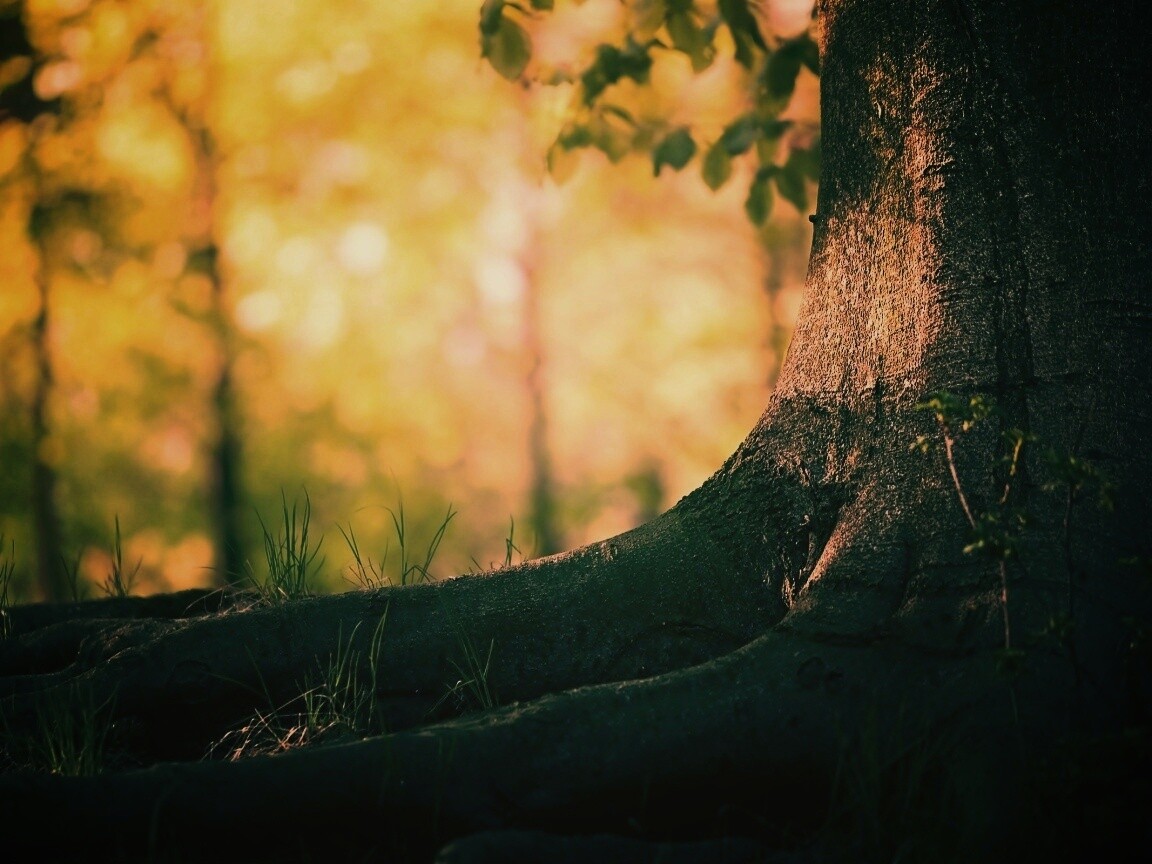 Корни дерева обои