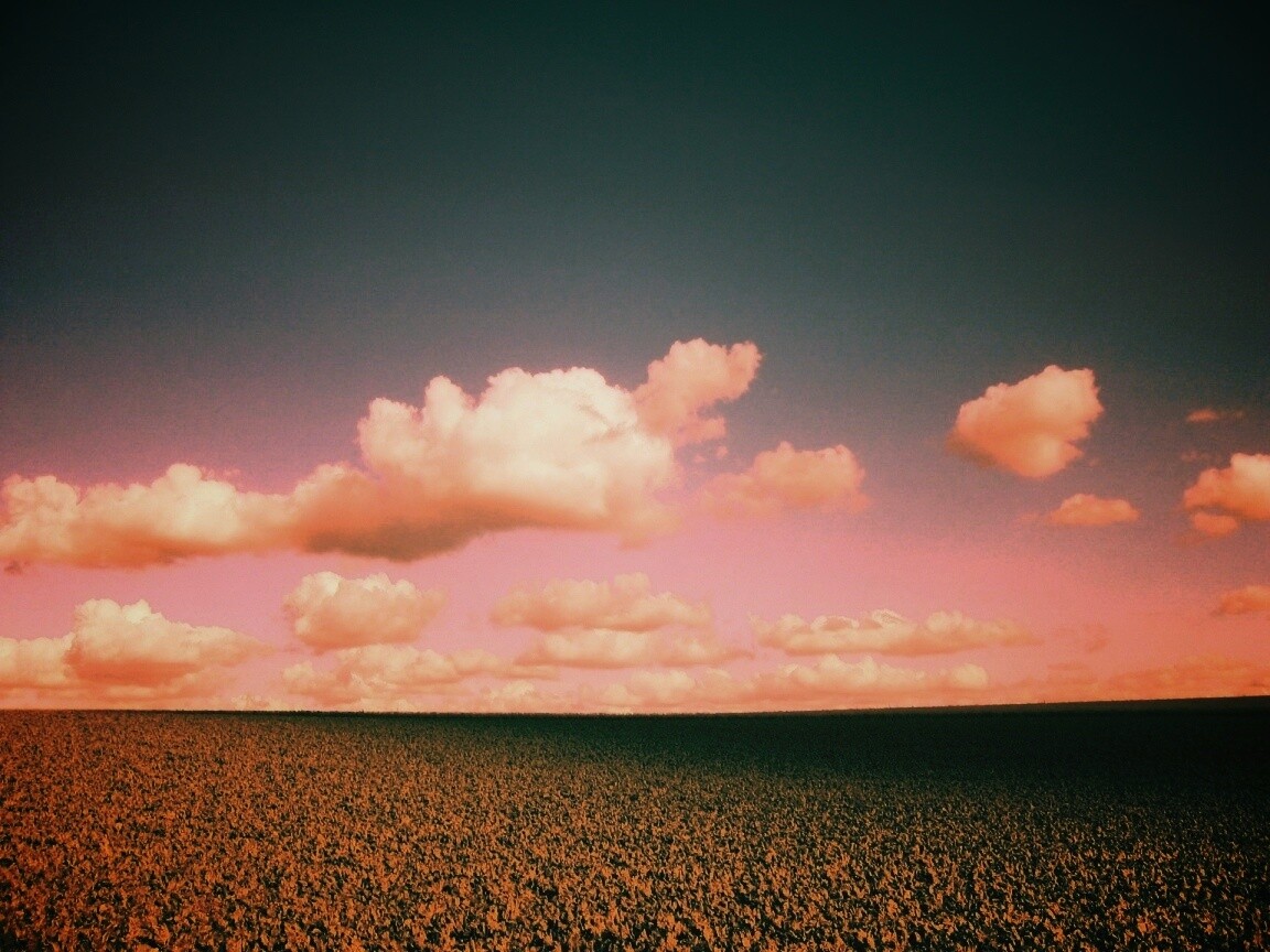 Обака над бескрайними полями обои