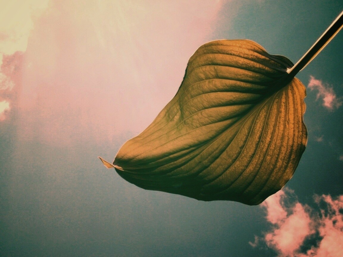 Листик тянется к солнцу обои