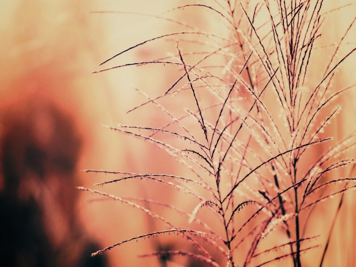 Макро фото растения обои