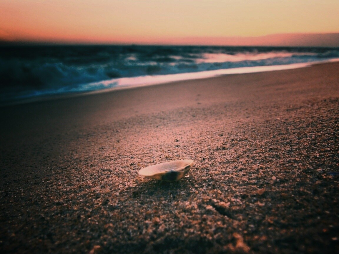 Ракушка не песчанном берегу обои